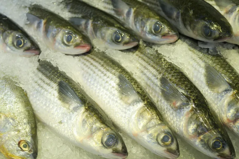 That 'Fresh' Fish Behind the Glass Was Swimming in a Freezer, Not the Ocean
